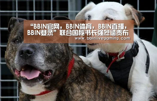 BBIN官网，BBIN体育，BBIN直播，BBIN登录